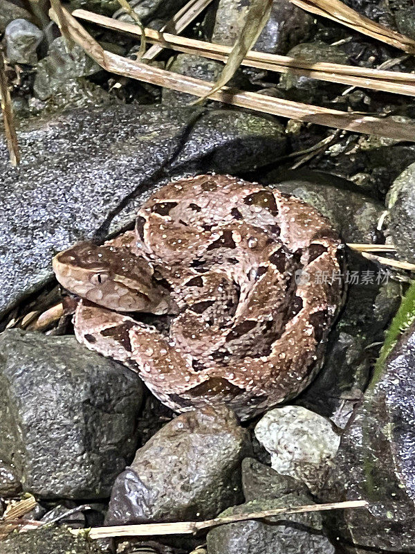 Fer de Lance毒蛇，Pacuare河，哥斯达黎加